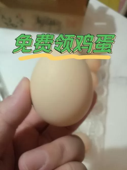 天天养鸡蛋福利