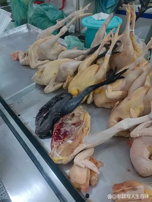 食堂养鸡