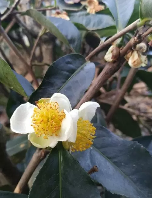 CSH茶树花