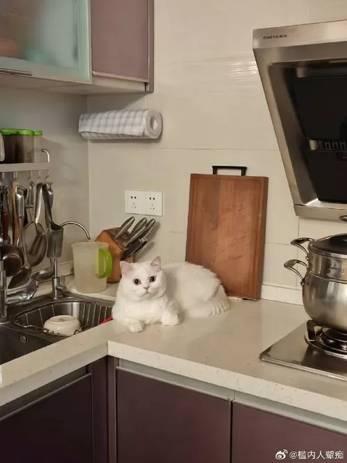 猫咪厨房