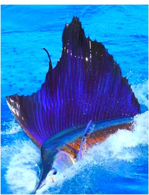 xmfish图标