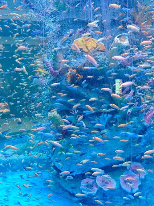 梦幻水族馆