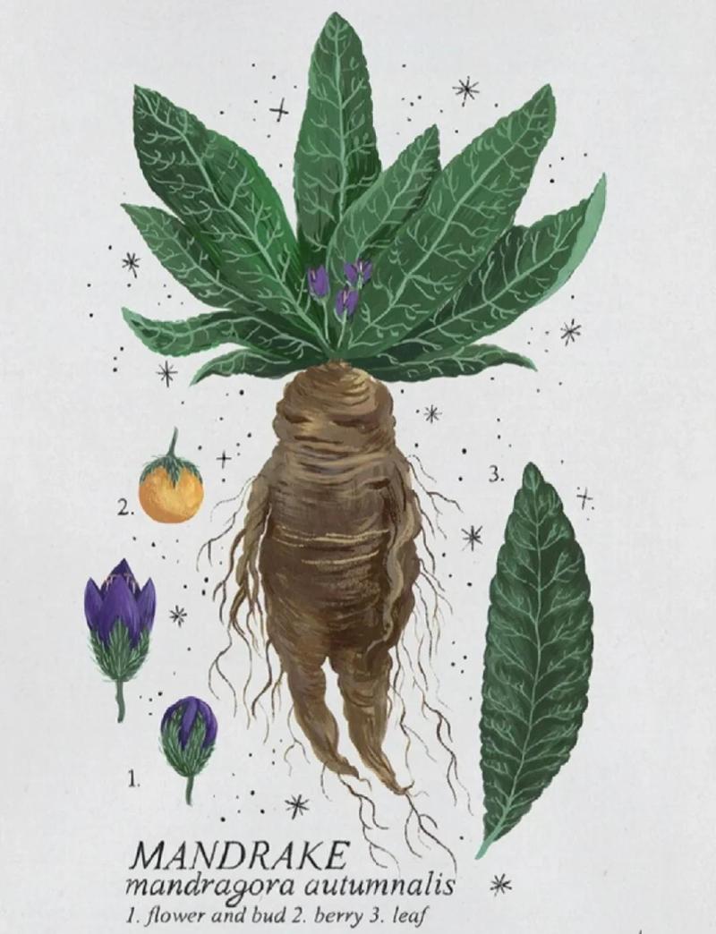 曼德拉草图标