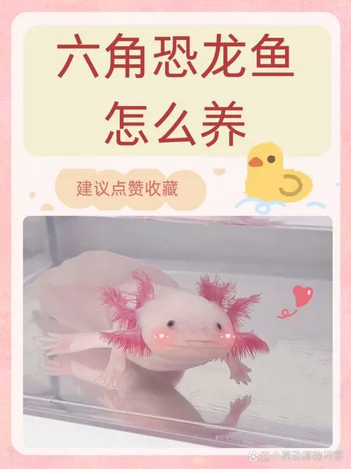 六角龙好养吗图标