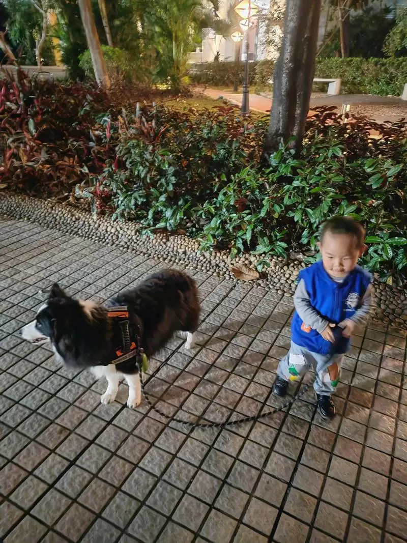 抖音小小铲屎官领