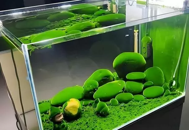 鱼缸青苔的处理方法图标