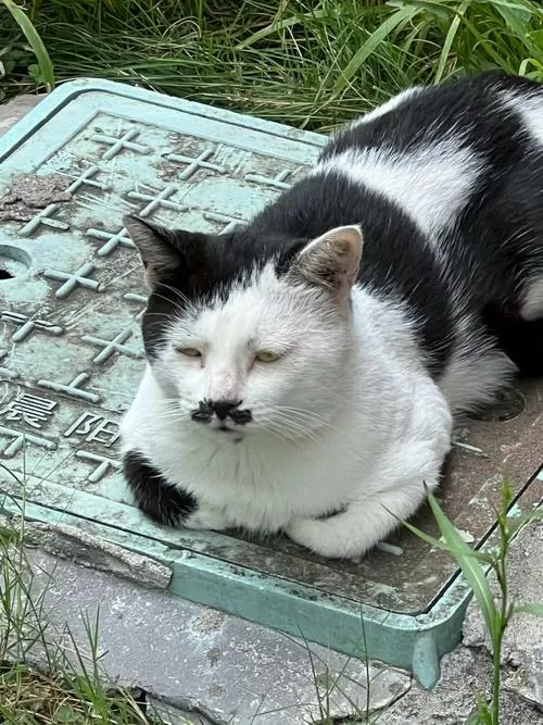 八斗猫