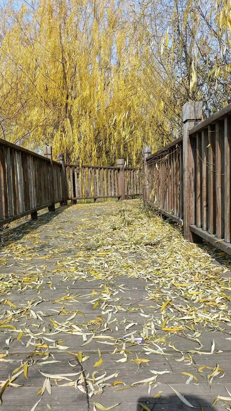 逢春冬天的柳叶