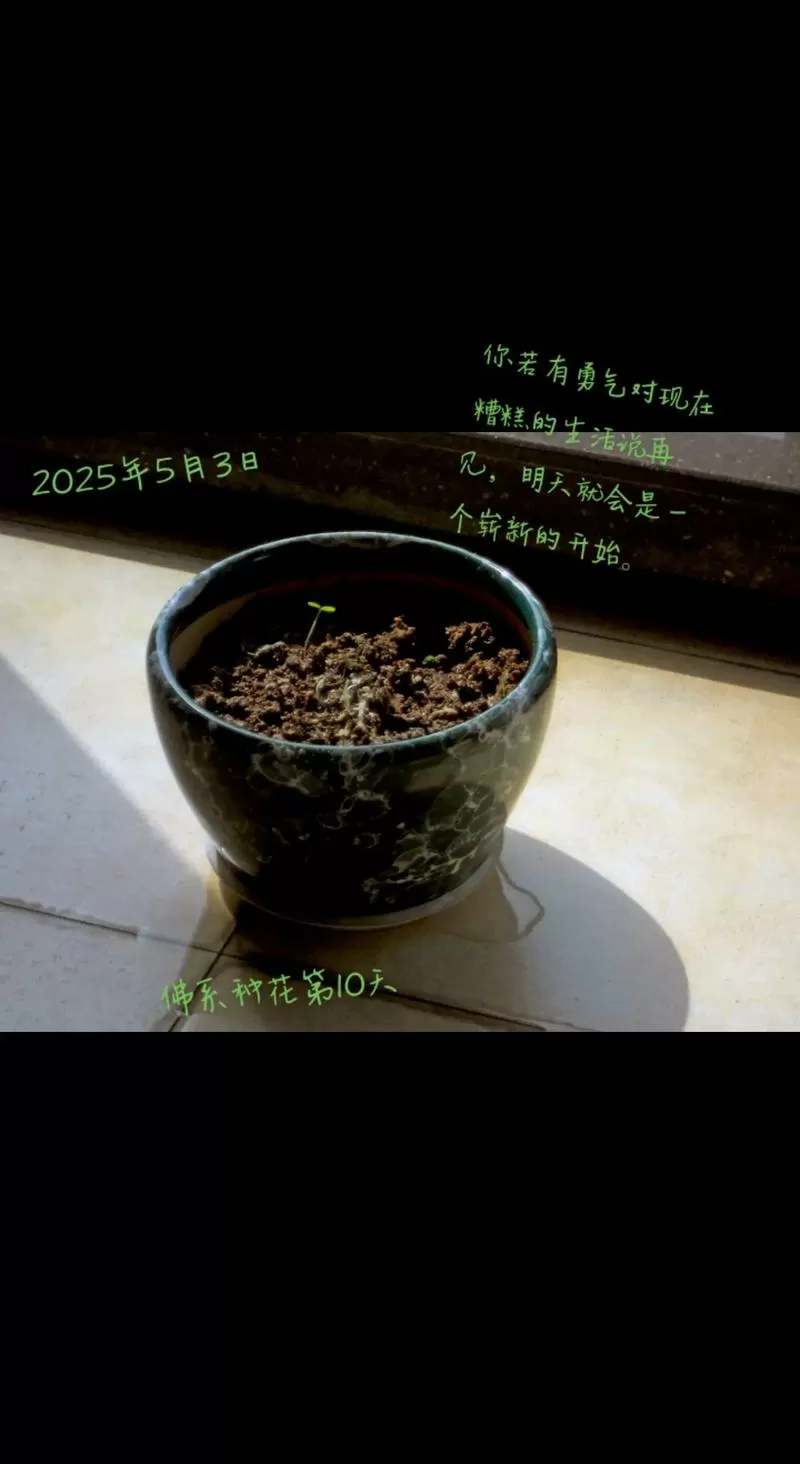 天天种花