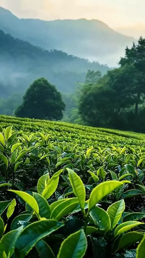 山茶视频