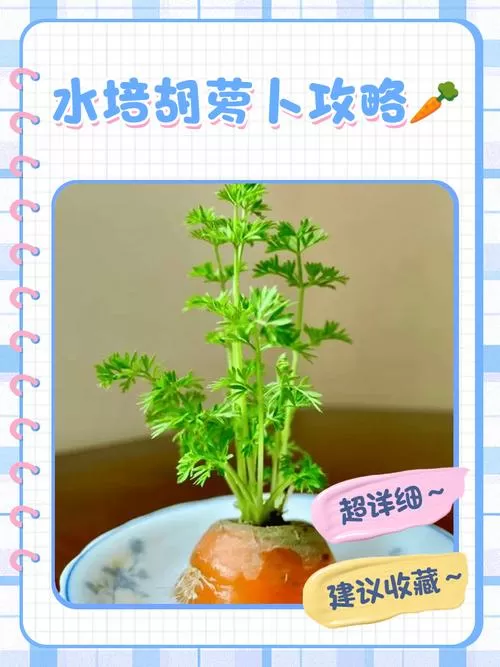一个萝卜一个盆