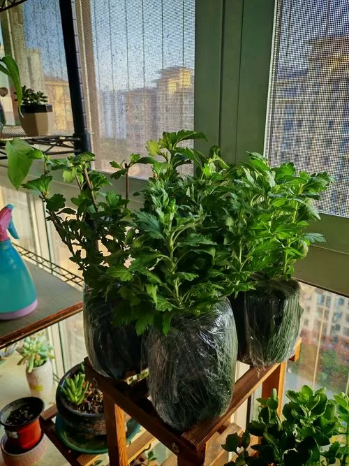 放置植物