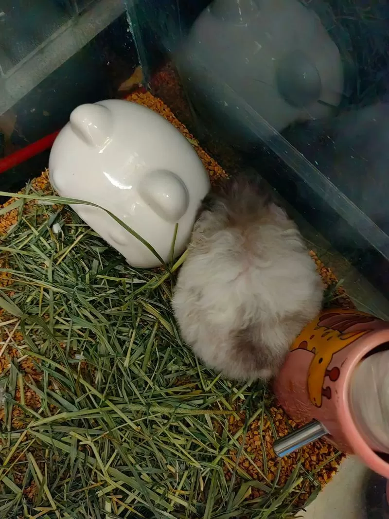 仓鼠短视频