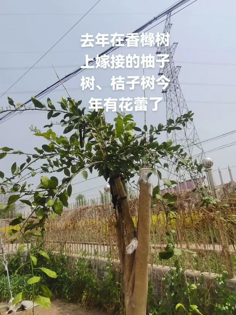 橘子树可以嫁接柚子吗图标