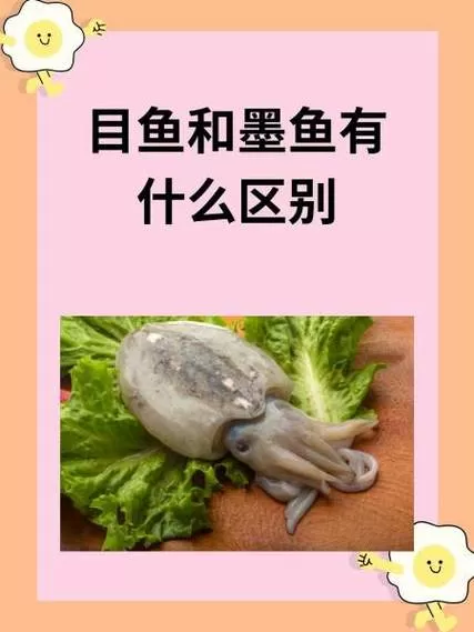 小目鱼和墨鱼的区别图片对比图标