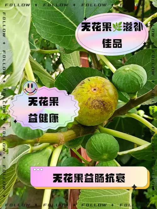 女人吃无花果有哪些好处?图标