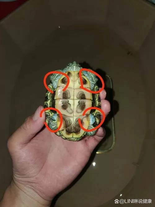 乌龟长水泡了怎么办