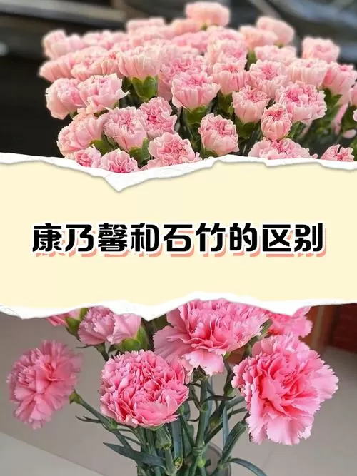 石竹花与康乃馨区别图标
