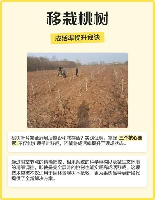 移栽桃树怎样提高成活率高