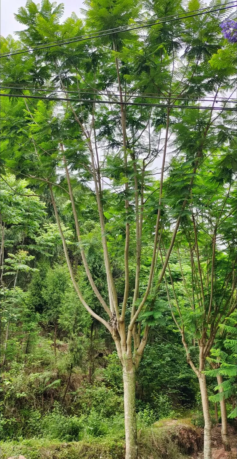 15一16公分蓝花楹价格图标