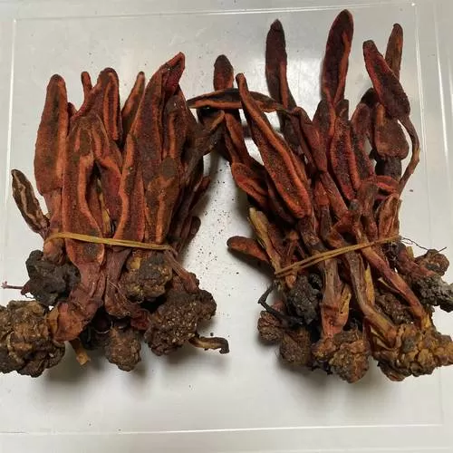 回春草中药图标