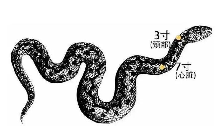 打蛇打七寸七寸指的是什么位置