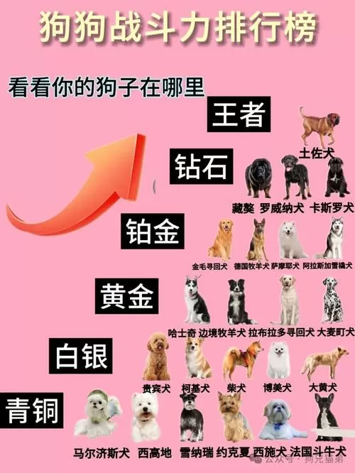 狗狗打v加5好还是v加8好图标