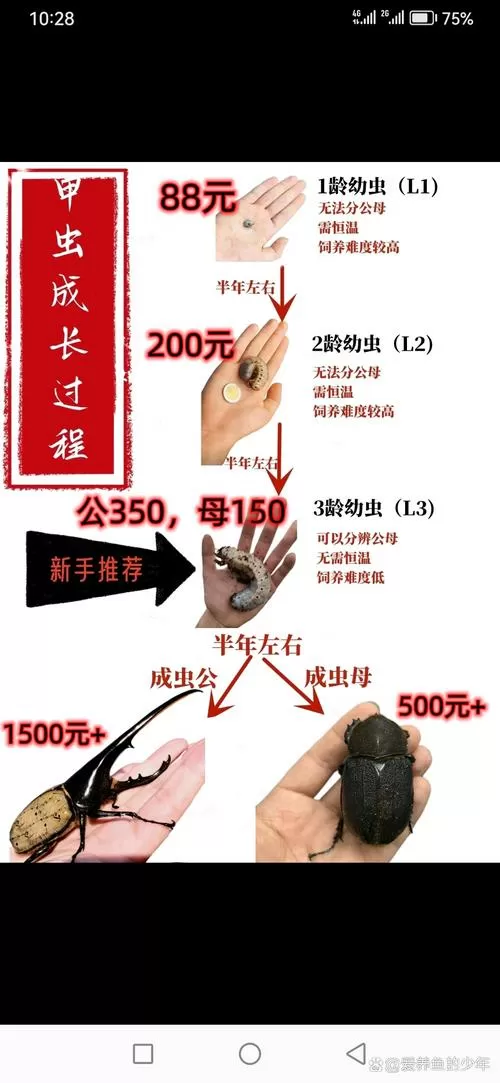 土鳖一只多少钱图标
