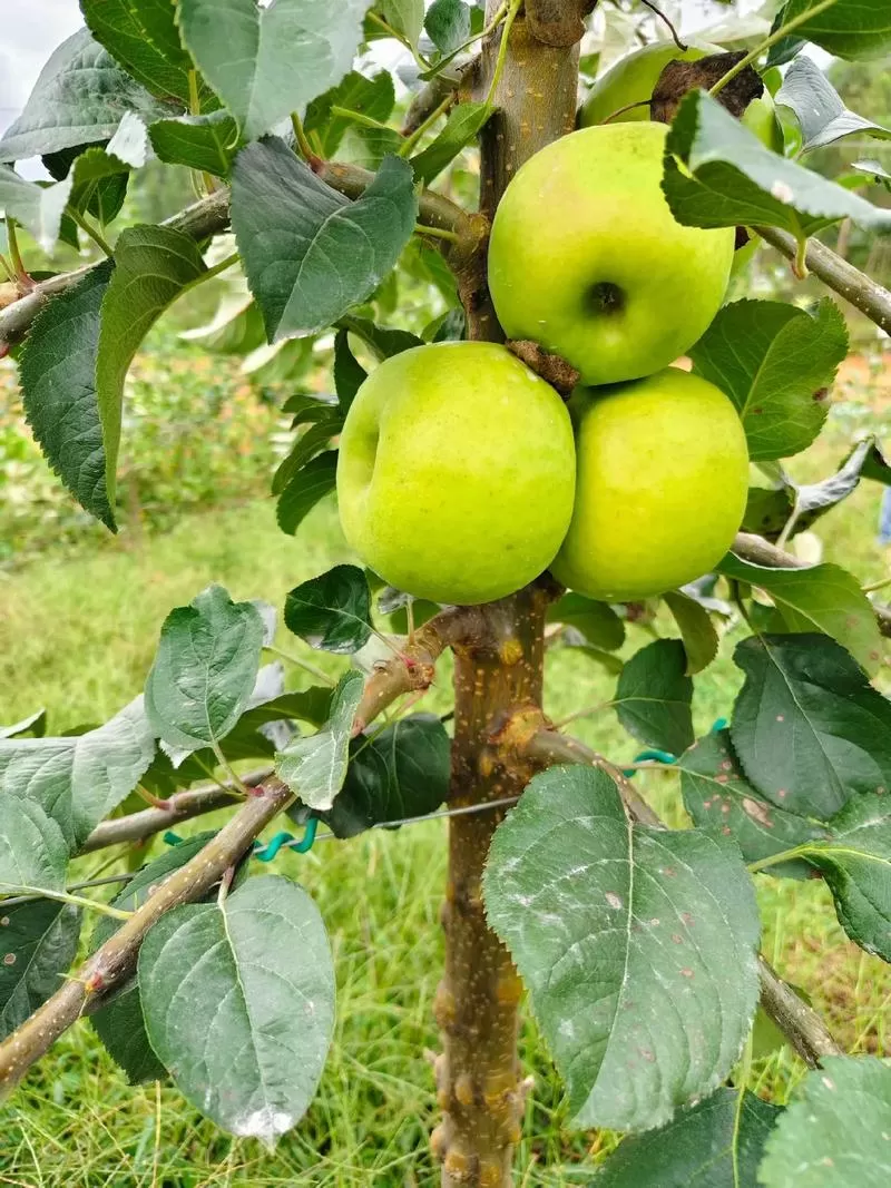 瑞雪苹果树冬天怎么休剪图标