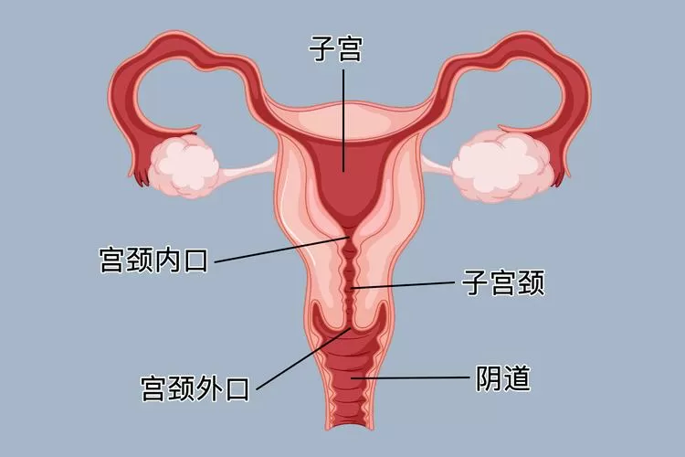 宫颈口在哪里位置图图标