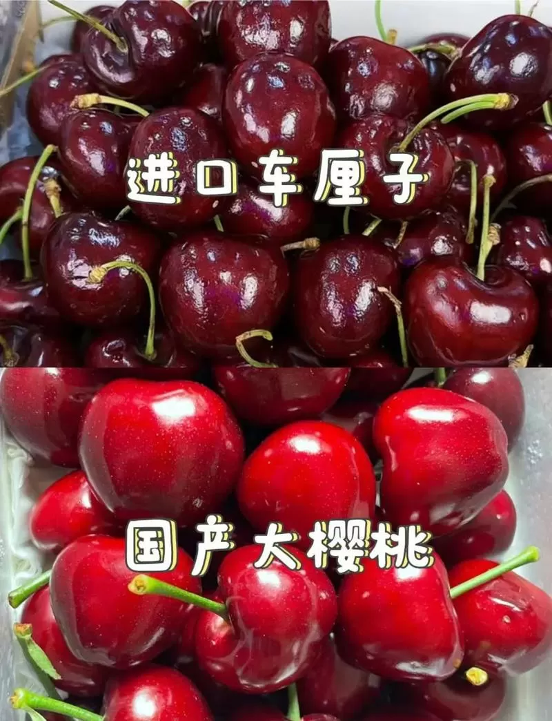 车厘子贵还是樱桃贵图标